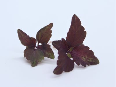 Shiso Pourpre